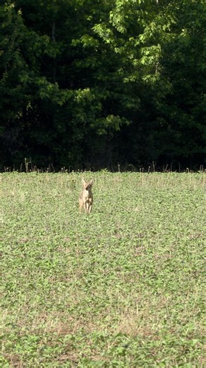 Deer vs. Coyote vs. Hunter. #foxpro #coyote #deer #hunting #wildlife #shorts