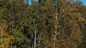 Fall Colors in the Trees, Shenandoah River, Front Royal, Virginia, USA