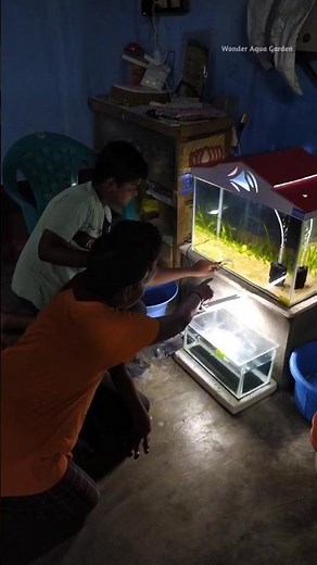 Surprise Visit🤯 Namma Subscribers ku enna Gift Kudukkalam🤔 #shorts #fish #mollyfish