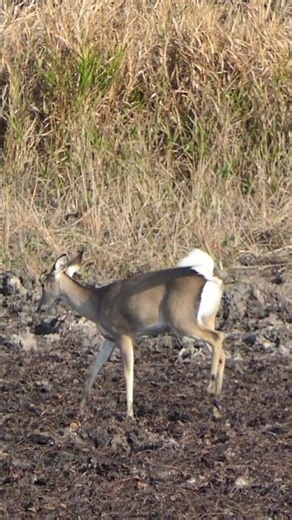 White-tailed Deer forage and poop in mud