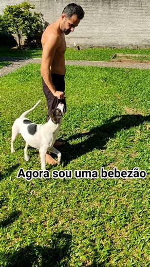 A cachorrinha Fé cresceu mais a energia continua #shorts #pets #dog