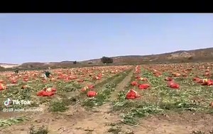 SÉCURITÉ ALIMENTAIRE | 1 Million March for Senegal