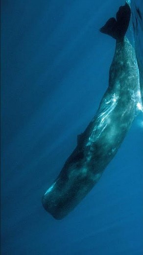 Is The Whale Poop Used in Expensive Perfumes ? | Wild Animals