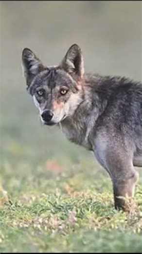 Indian wolf sound effects