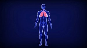 clip-1104017263-human-respiratory-lungs-anatomy-3d-animation