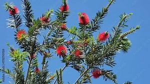 Callistemon viminalis. Red bottle brush flowers that resemble brushes used to wash bottles etc. Covered with green thin leaves. Beautiful 4K footage.