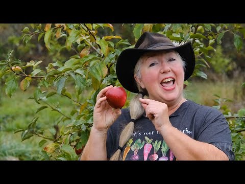 Raintree Nursery Fruit Feature: Cosmic Crisp Apples!