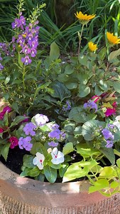 Sunshine in a Pot 🌻 This container brings the sunshine, literally. If you’re looking for a bold, low-maintenance showstopper that blooms like crazy, this one’s for you. Here’s everything we planted and how to keep it thriving all summer long👇 🌻 SunBelievable Sunflower The star of the show! This heat-loving annual produces up to 1,000 blooms per season with no need for deadheading. 💜 Angelonia Also called summer snapdragon, it adds vertical interest and thrives in heat and sun. 💙 Ageratum A 