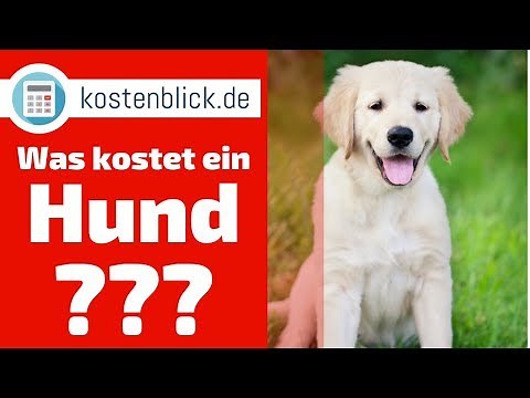 Was kostet ein Hund? - Alle Kosten und Wissenswertes im Überblick