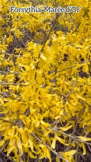 Forsythia ‘Marée d’Or’ #forsythia #oleaceae #shrubs #flowers #fleurs #garden #plants #spring #nature