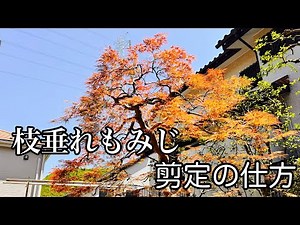 植木屋が教える「枝垂れ紅葉」の剪定実践編 綺麗に紅葉させる剪定時期などの話