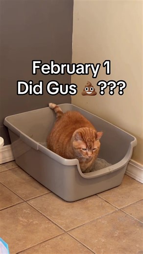 Gus the Senior Kitty's Poop Journey