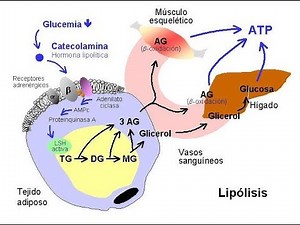 Lipolisis