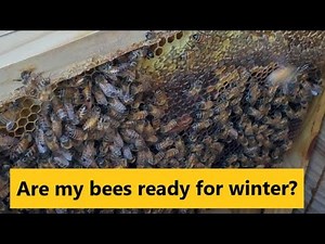 Preparing our Layens Horizontal Hives for Winter - Part 1: the BEE Free and BEE Line Hives