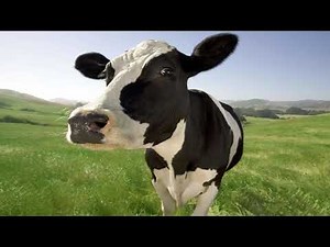 Cow Bellowing | Sound Effect | [Download Link]