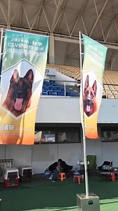 Siegershow CSV🏆 31 Oct.—3 Nov. 2024 . . The Youth Class Females category has over 180 participating dogs, and this is one of the groups. | TOP GSD SHOW