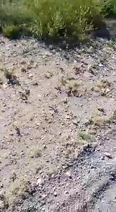 Human Dead Body Scattered On The Road