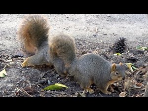 Courtship ritual of Fox squirrels