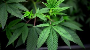 Marijuana is legal in RI. What does it mean for drug tests, employers and employees?