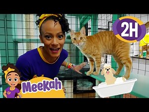 Meekah Visits an Animal Shelter | Educational Videos for Kids | Blippi and Meekah Kids TV