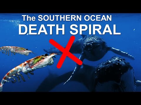 The Incredible Truth About Krill that Scientists Got Wrong