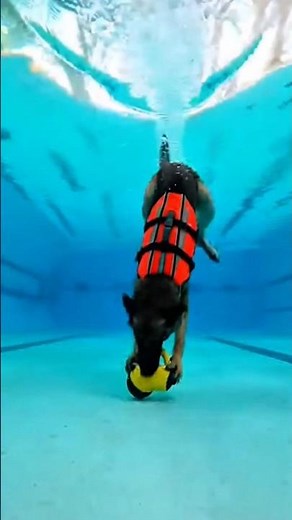 Dogs Unit: Tactical K9 Action & Wild Animal Encounters! #k9 #k9dog #dogk9 #dog #training #police