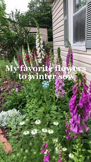 Best Winter Sowing Flowers for Your Garden