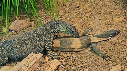 蕾丝巨蜥雌雄恋#Lace Monitor#奥克兰#新西兰