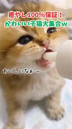癒し100％保証！かわいい子猫大集合ｗ