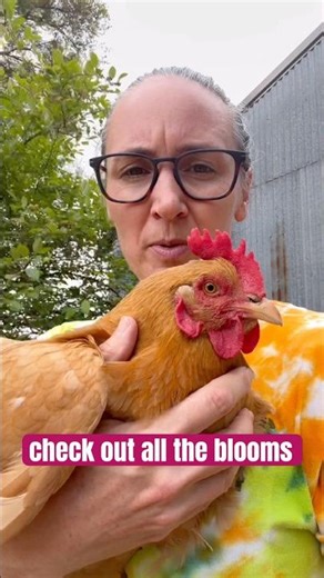 Springtime farming! 🫶🏼 #shorts #chickens #spring #bloom #blueberry #scuppernong #blackberry #sunny