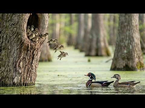 Wood Duck: 70 Days From Egg to Survivor