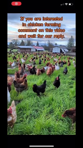 Poultry Farming Business in South Africa: Profitable Opportunities for Young Farmers