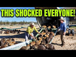 Florida Released HUNDREDS of Beavers on Dead Land With Zero Trees, Then This Happened