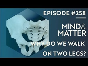 Evolution of Bipedality, Human Pelvis, Muscle & Brain | Terence Capellini | 258