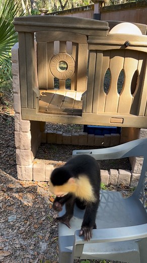 Toby checking out some new playground equipment | Primate Paradise Inc.