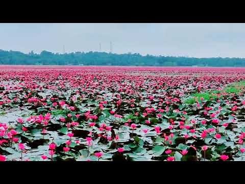 ‌very beautiful lotus lake in kerala