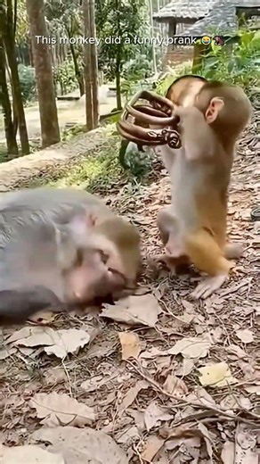 Let me try the air horn prank 🤣🤣#monkeyprank #funnyanimals #comedyshorts
