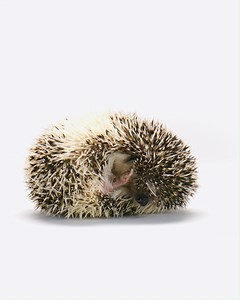 Our critters are catching up on some serious 💤😴 after the holiday season | TELUS