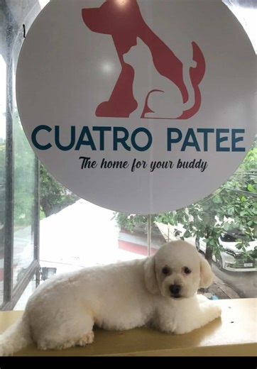 Cuatro Patee Pet Shop on TikTok