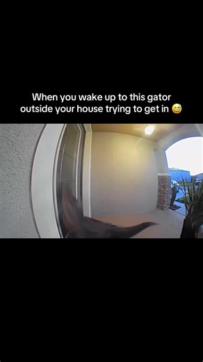 Encountering a Gator at Home in Florida
