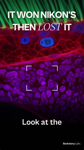 Nikon's AI Microscope: Can Real Cells Really Pop In and Out?
