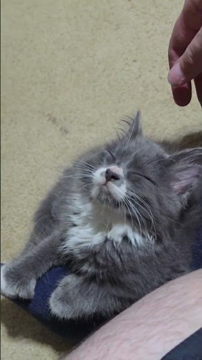 Silver Vine vs. Catnip: Which One Will Your Cat Go Wild For?