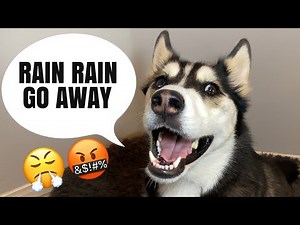 Husky Throws TANTRUM Over The Rain! | ARGUES WITH OWNER