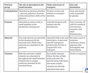 Ch.23 The digestive system Openstax / Westcott Physiology Flashcards