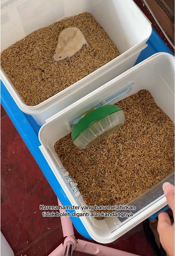 Menyiapkan Alas Kandang Batu untuk Hamster Melahirkan