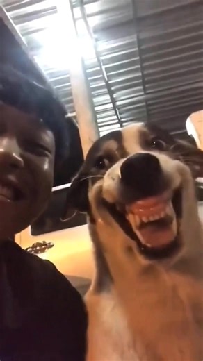 Smiling Puppies: The Cutest Moments Captured