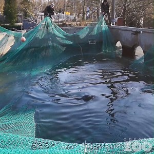 78K views · 837 reactions | Nogle gange går tingene bare ikke som planlagt.  Vores sæler skal flytte til Holland for at give plads til et nyt søløveanlæg, og derfor havde dyrepasserne trænet dem til selv at gå i transportkasser. Sæler er dog nervøse dyr, så da kasserne skulle lukkes, stak to af dem af. Derfor måtte kollegerne en tur i det kolde vand med net for at få sælerne op og sendt godt af sted mod deres nye hjem. | Odense ZOO | Facebook