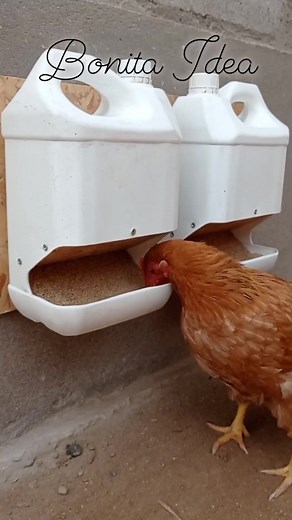 Comedero automático para 🐔🐓 gallinas. | Link del tutorial completo de la elaboración del comedero lo dejo en el primer comentario 👍🙋‍♂️ #viralvideos #viral #videoviral #popular | Bonita Idea
