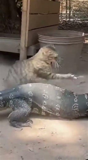 🐈 BRAWL! Cat vs Giant Lizard! 🦎 【激突】猫がオオトカゲをボコボコにする！最強の母