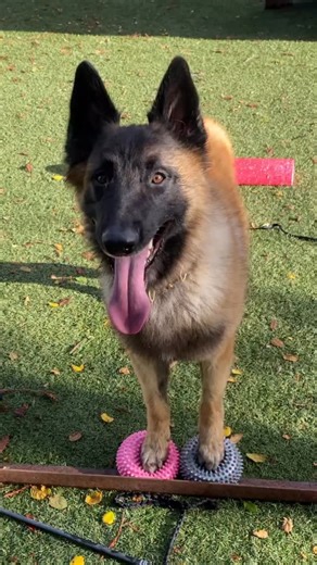 Denise Fenzi on Instagram: "The thrill of it…."